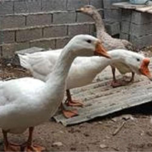 خانه و  آشپزخانه - حیوانات - پرندگان