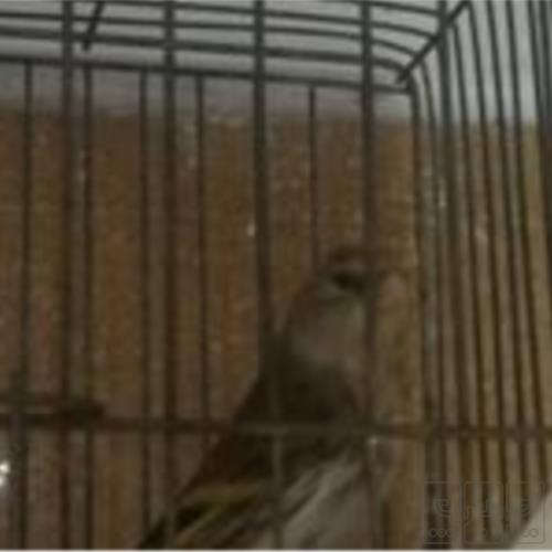 خانه و  آشپزخانه - حیوانات - پرندگان