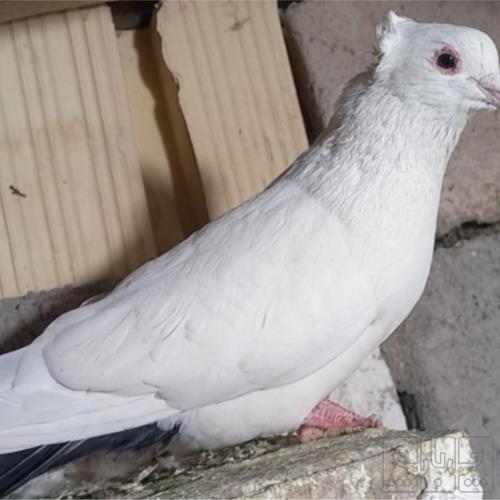 خانه و  آشپزخانه - حیوانات - پرندگان