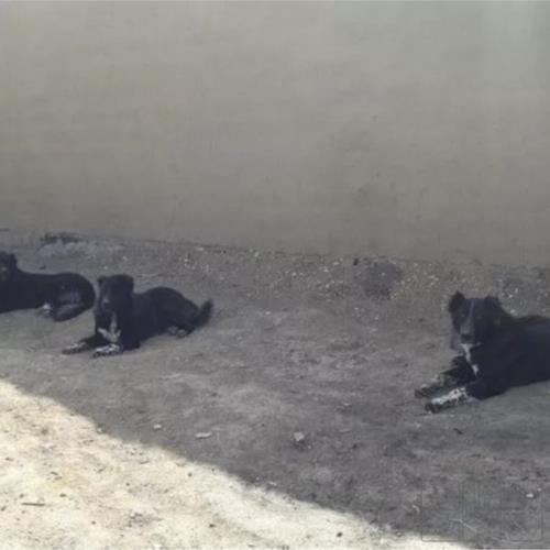 خانه و  آشپزخانه - حیوانات - پستانداران