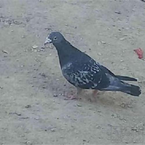خانه و  آشپزخانه - حیوانات - پرندگان