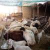خانه و  آشپزخانه - حیوانات - پستانداران