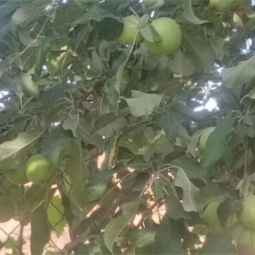 زمین زراعی
