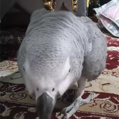 خانه و  آشپزخانه - حیوانات - پرندگان
