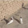 خانه و  آشپزخانه - حیوانات - پرندگان