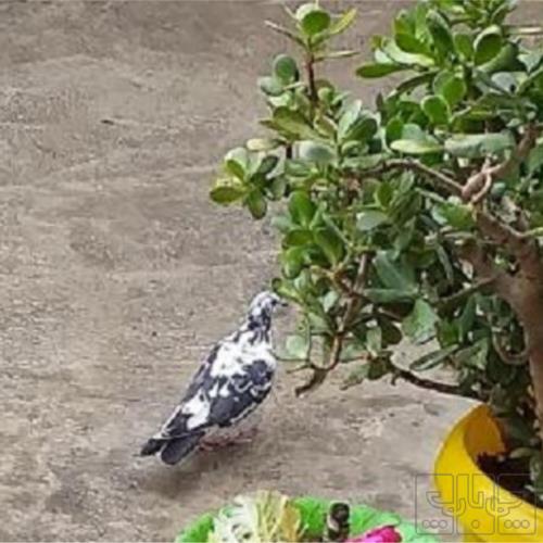 خانه و  آشپزخانه - حیوانات - پرندگان