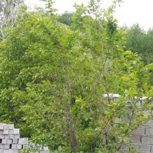 زمین مسکونی