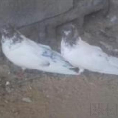 خانه و  آشپزخانه - حیوانات - پرندگان