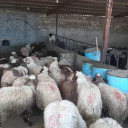 خانه و  آشپزخانه - حیوانات - پستانداران