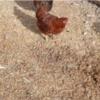 خانه و  آشپزخانه - حیوانات - پرندگان
