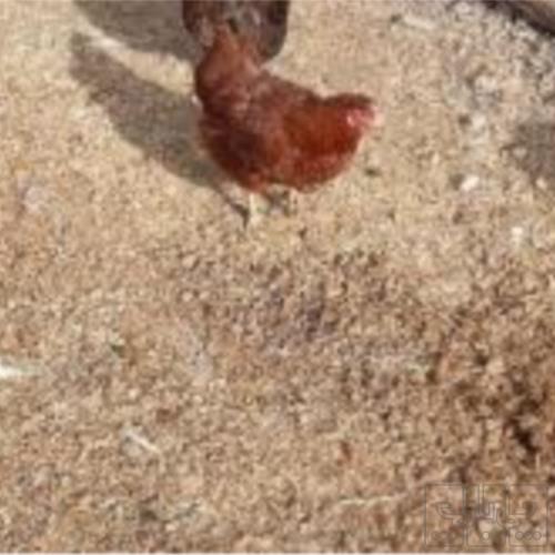 خانه و  آشپزخانه - حیوانات - پرندگان