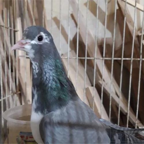 خانه و  آشپزخانه - حیوانات - پرندگان