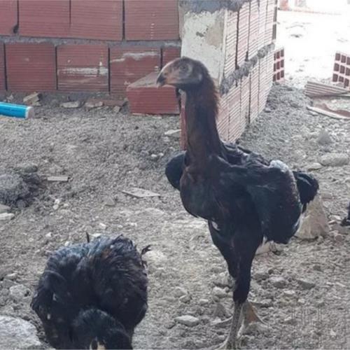 خانه و  آشپزخانه - حیوانات - پرندگان