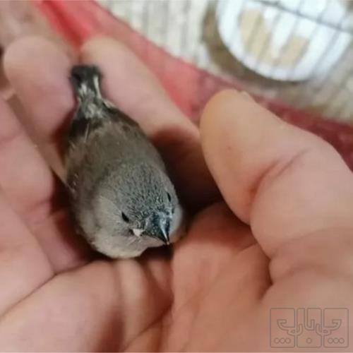 خانه و  آشپزخانه - حیوانات - پرندگان