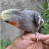 خانه و  آشپزخانه - حیوانات - پرندگان
