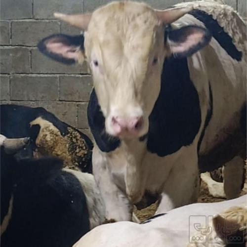 خانه و  آشپزخانه - حیوانات - پستانداران