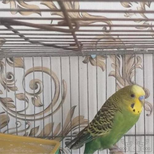 خانه و  آشپزخانه - حیوانات - پرندگان