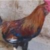 خانه و  آشپزخانه - حیوانات - پرندگان