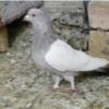 خانه و  آشپزخانه - حیوانات - پرندگان