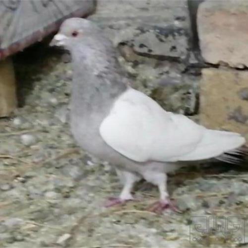 خانه و  آشپزخانه - حیوانات - پرندگان