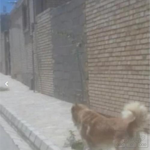 خانه و  آشپزخانه - حیوانات - پستانداران