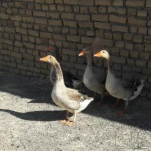 خانه و  آشپزخانه - حیوانات - پرندگان