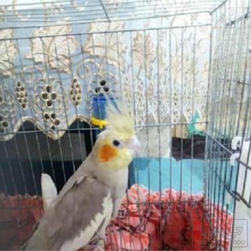 خانه و  آشپزخانه - حیوانات - پرندگان