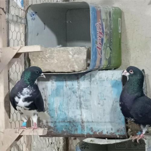 خانه و  آشپزخانه - حیوانات - پرندگان