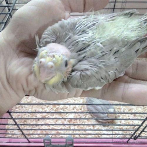 خانه و  آشپزخانه - حیوانات - پرندگان