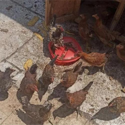 خانه و  آشپزخانه - حیوانات - پرندگان