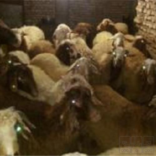 خانه و  آشپزخانه - حیوانات - پستانداران
