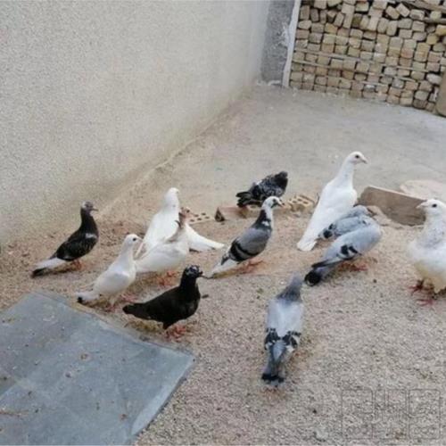 خانه و  آشپزخانه - حیوانات - پرندگان