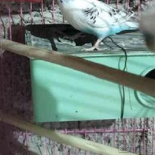 خانه و  آشپزخانه - حیوانات - پرندگان