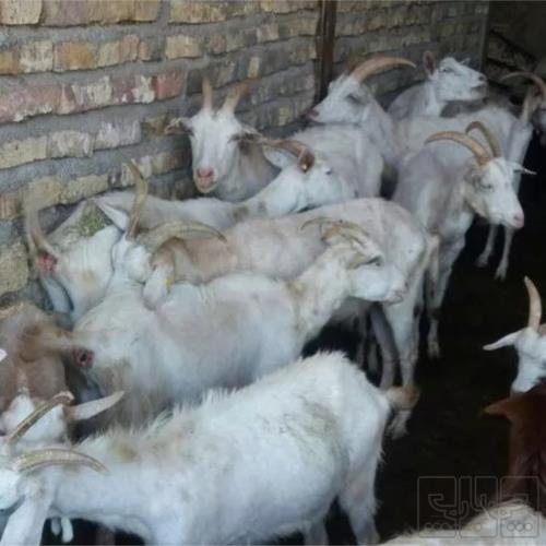 خانه و  آشپزخانه - حیوانات - پستانداران
