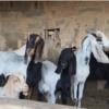 خانه و  آشپزخانه - حیوانات - پستانداران