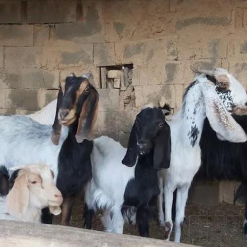 خانه و  آشپزخانه - حیوانات - پستانداران