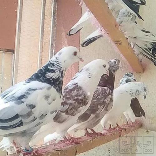 خانه و  آشپزخانه - حیوانات - پرندگان