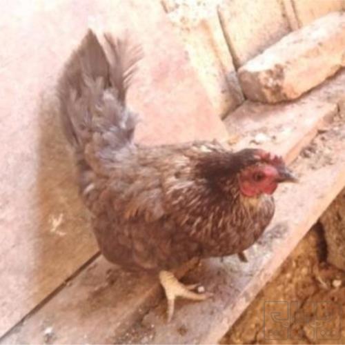 خانه و  آشپزخانه - حیوانات - پرندگان