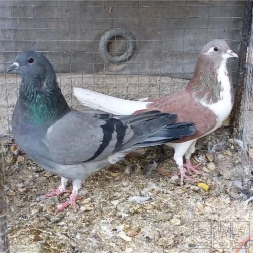 خانه و  آشپزخانه - حیوانات - پرندگان