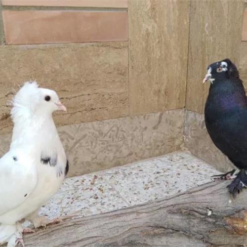 خانه و  آشپزخانه - حیوانات - پرندگان