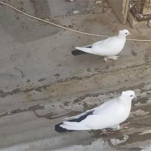 خانه و  آشپزخانه - حیوانات - پرندگان