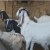 خانه و  آشپزخانه - حیوانات - پستانداران
