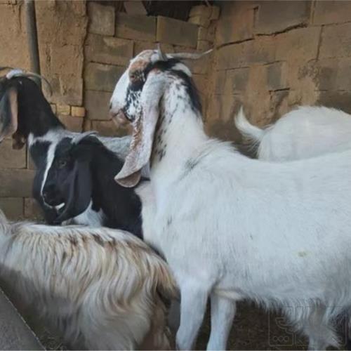 خانه و  آشپزخانه - حیوانات - پستانداران