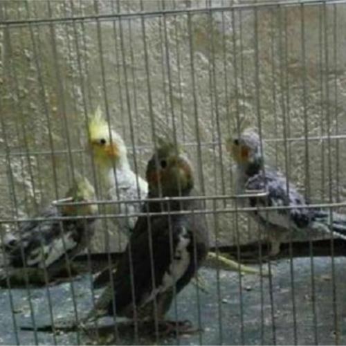 خانه و  آشپزخانه - حیوانات - پرندگان