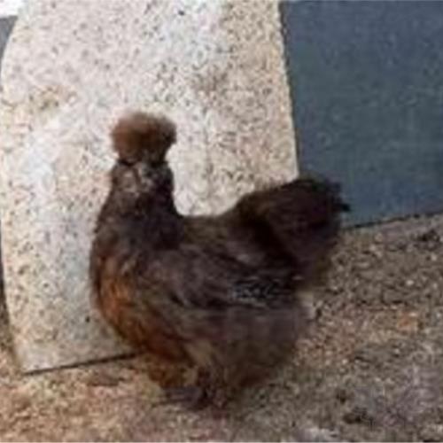 خانه و  آشپزخانه - حیوانات - پرندگان