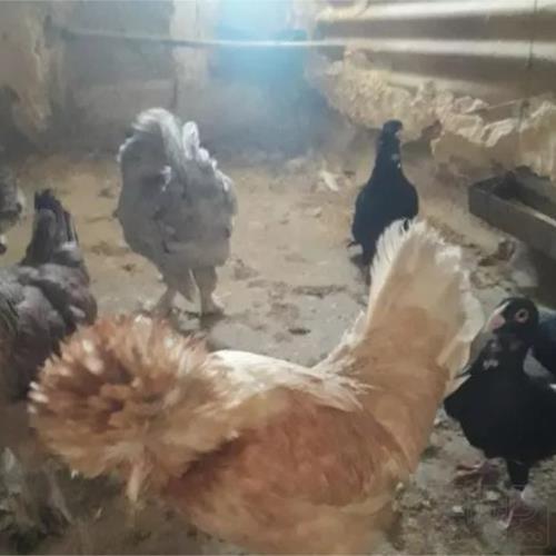 خانه و  آشپزخانه - حیوانات - پرندگان
