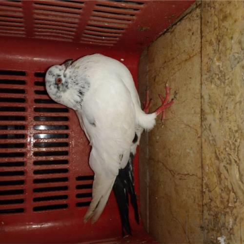 خانه و  آشپزخانه - حیوانات - پرندگان