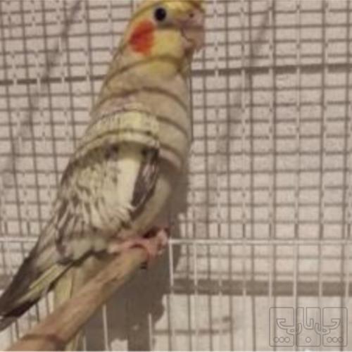 خانه و  آشپزخانه - حیوانات - پرندگان