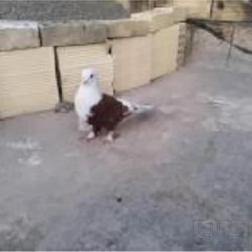 خانه و  آشپزخانه - حیوانات - پرندگان