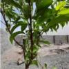 باغ و باغچه - انتقال مالکیت قطعی